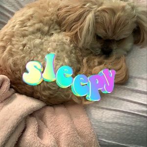 Meet your Posher, Abby